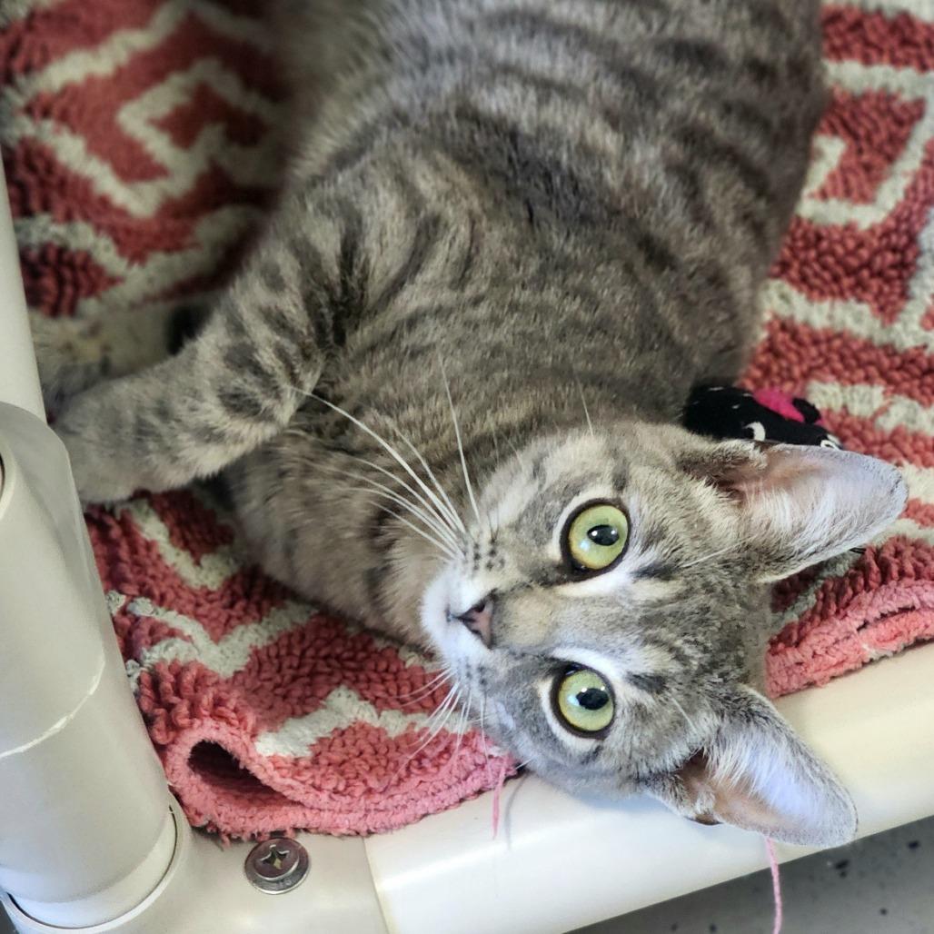 Enlarge Paris, a Adoptable American Shorthair in Columbus, NC image 2/2