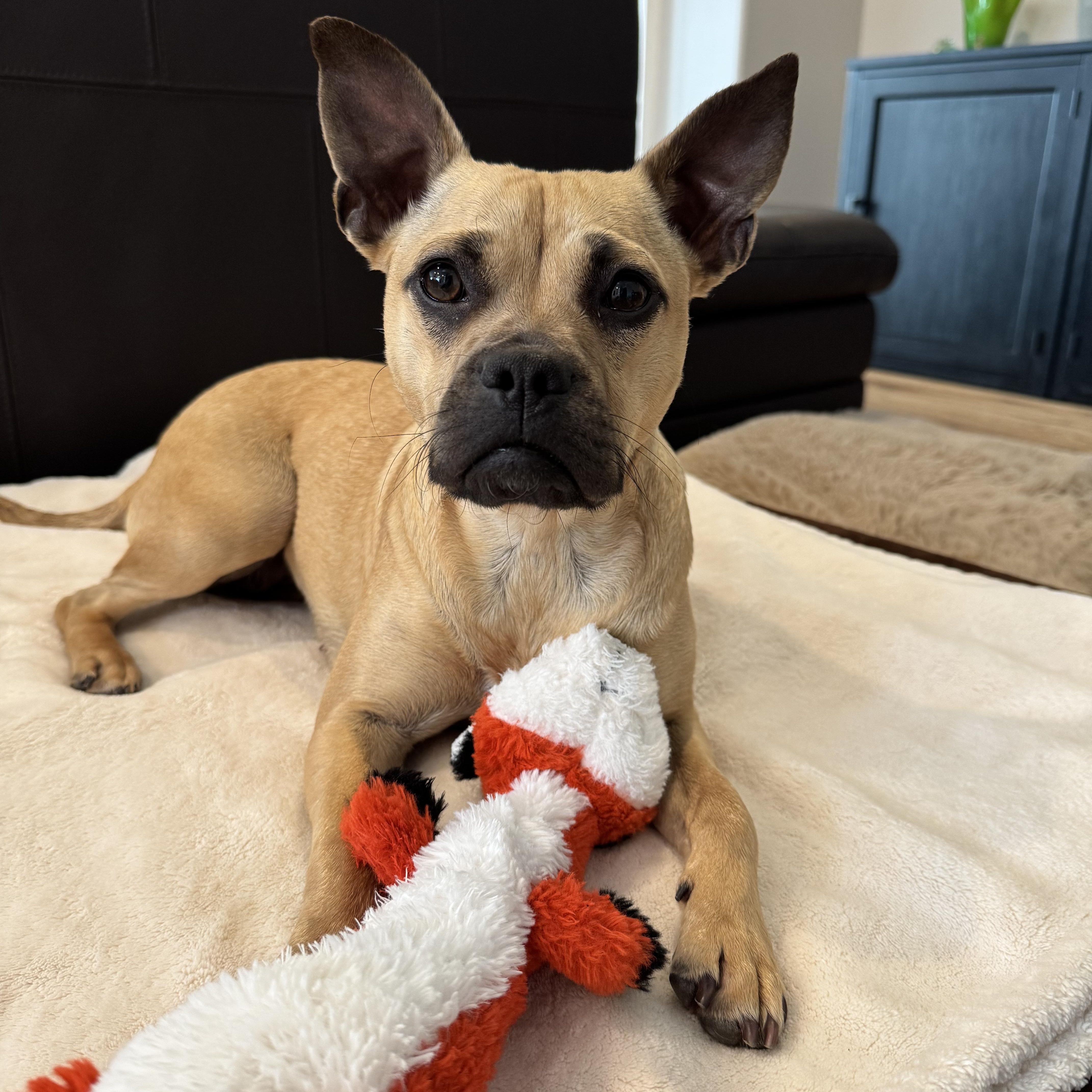 Enlarge DAFFODIL, a ADOPTABLE mixed breed in Arroyo Grande, CA image 1/5