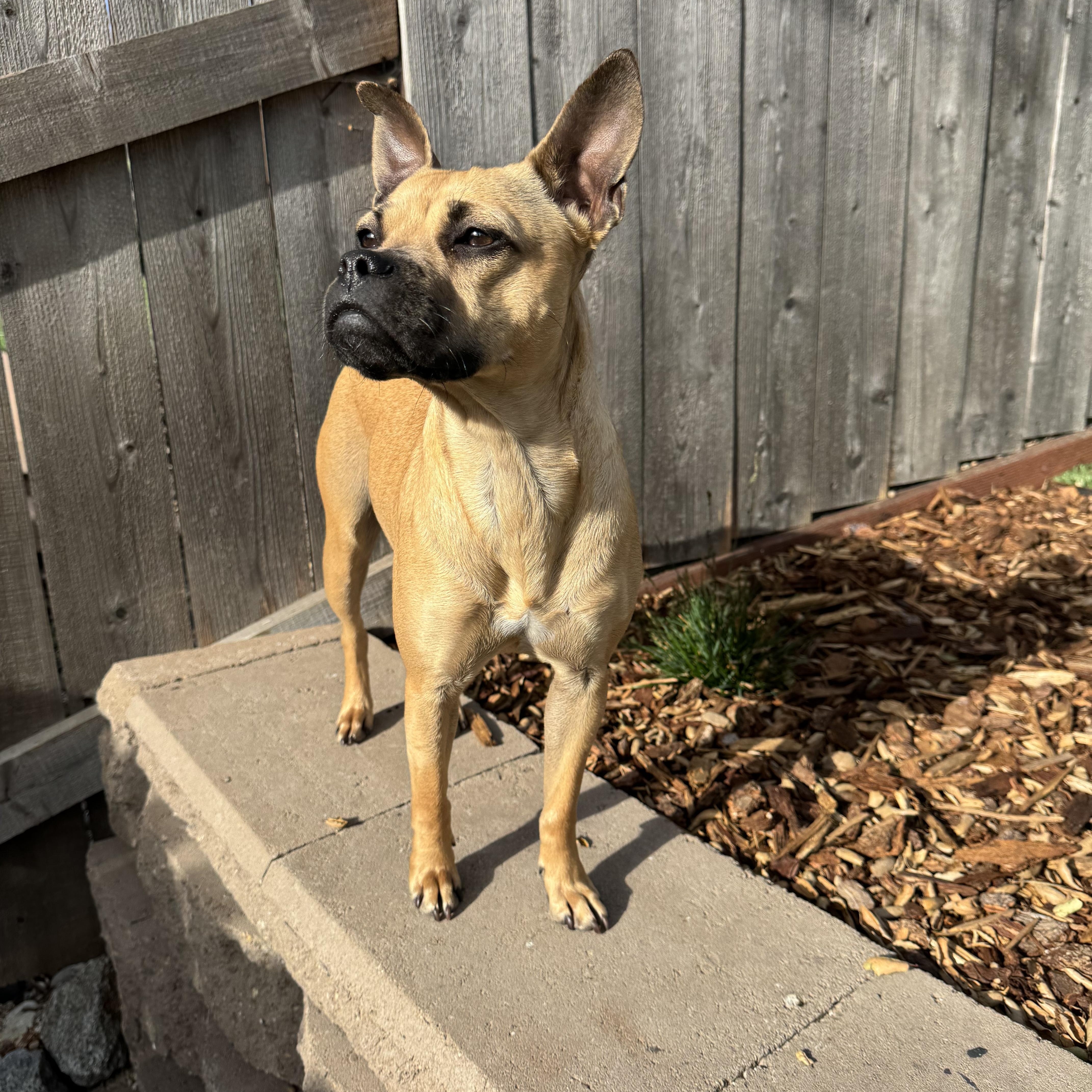Enlarge DAFFODIL, a ADOPTABLE mixed breed in Arroyo Grande, CA image 3/5