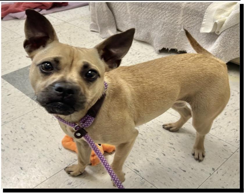 Enlarge DAFFODIL, a ADOPTABLE mixed breed in Arroyo Grande, CA image 5/5