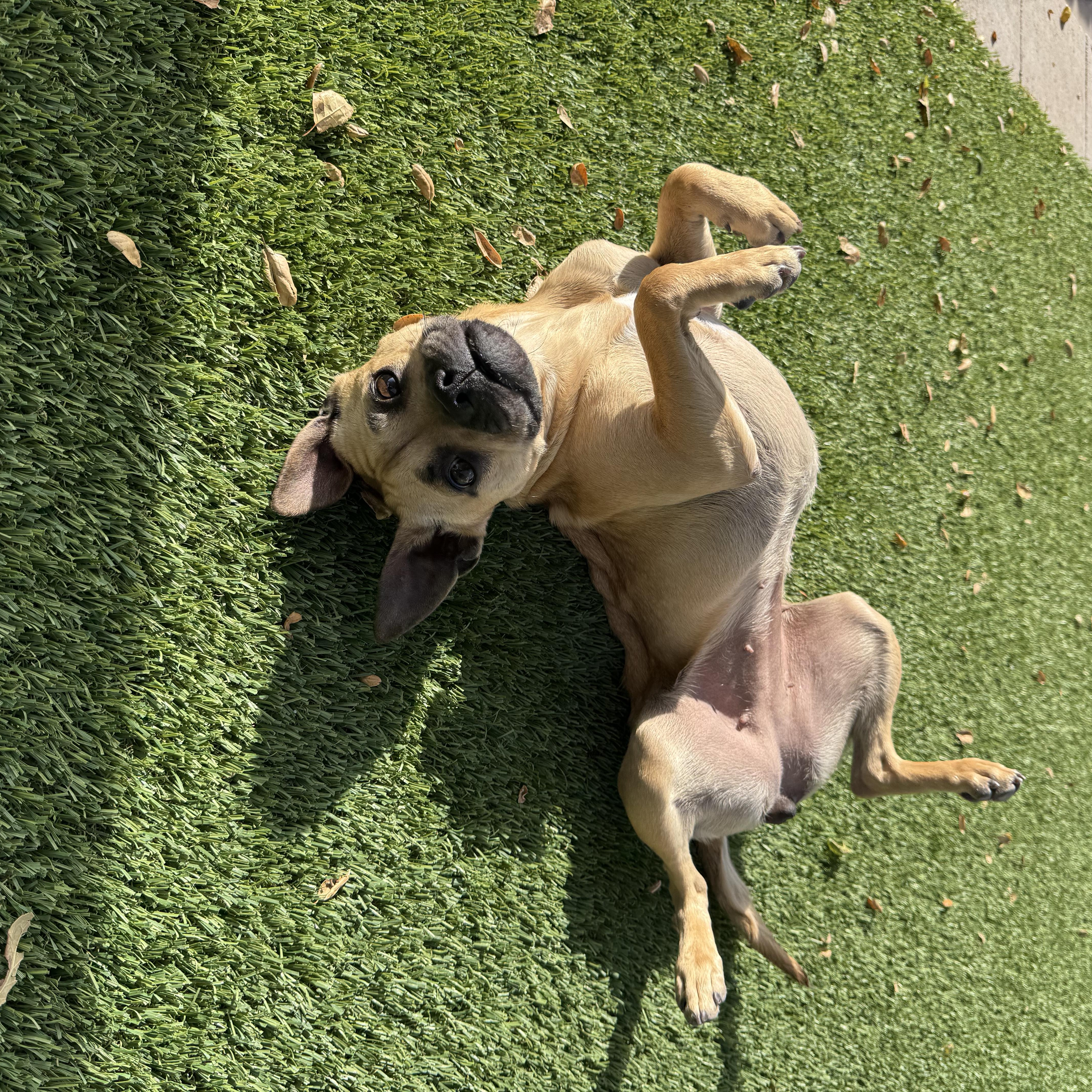 Enlarge DAFFODIL, a ADOPTABLE mixed breed in Arroyo Grande, CA image 2/5