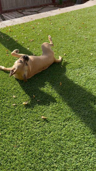 Enlarge DAFFODIL, a ADOPTABLE mixed breed in Arroyo Grande, CA video 4/5