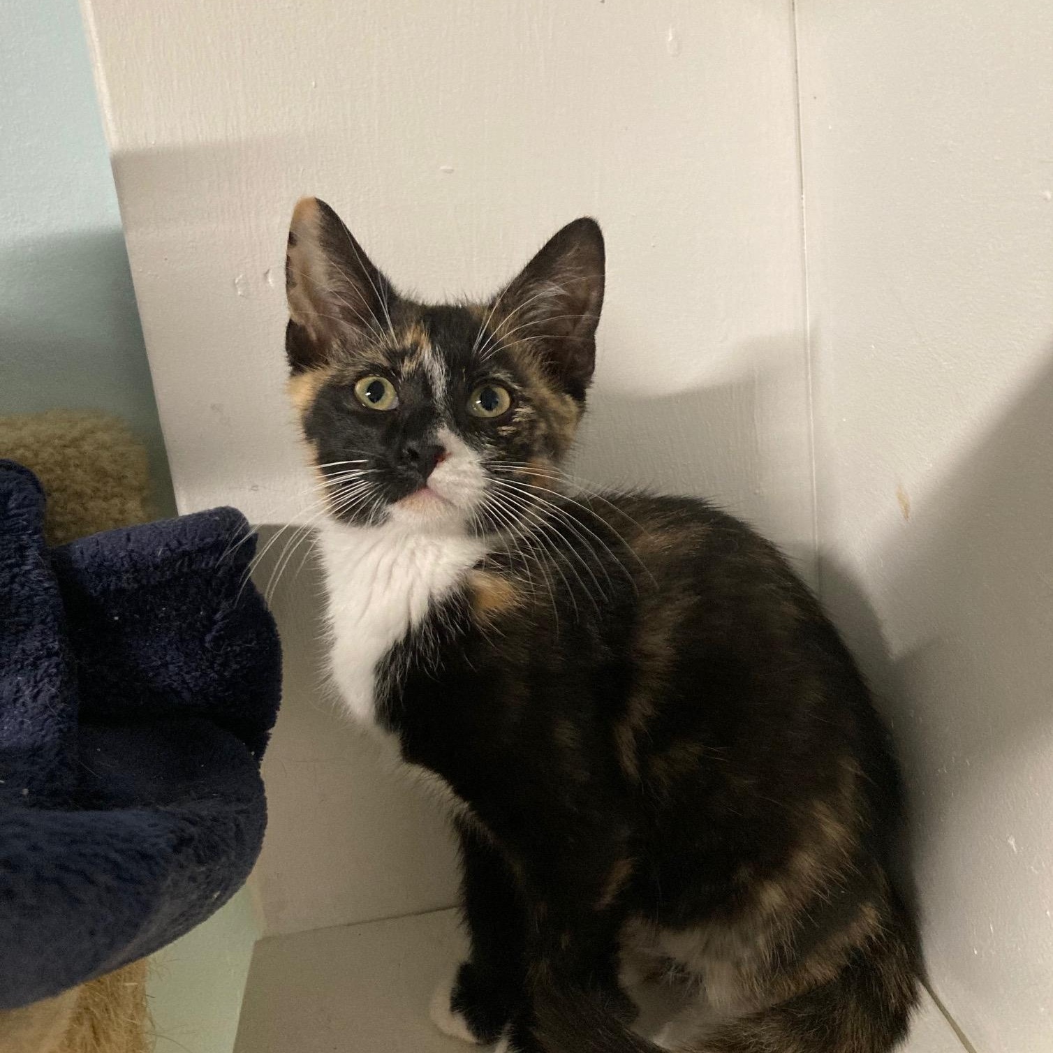 TULIP, ADOPTABLE, Kitten Female Domestic Short Hair & Calico.