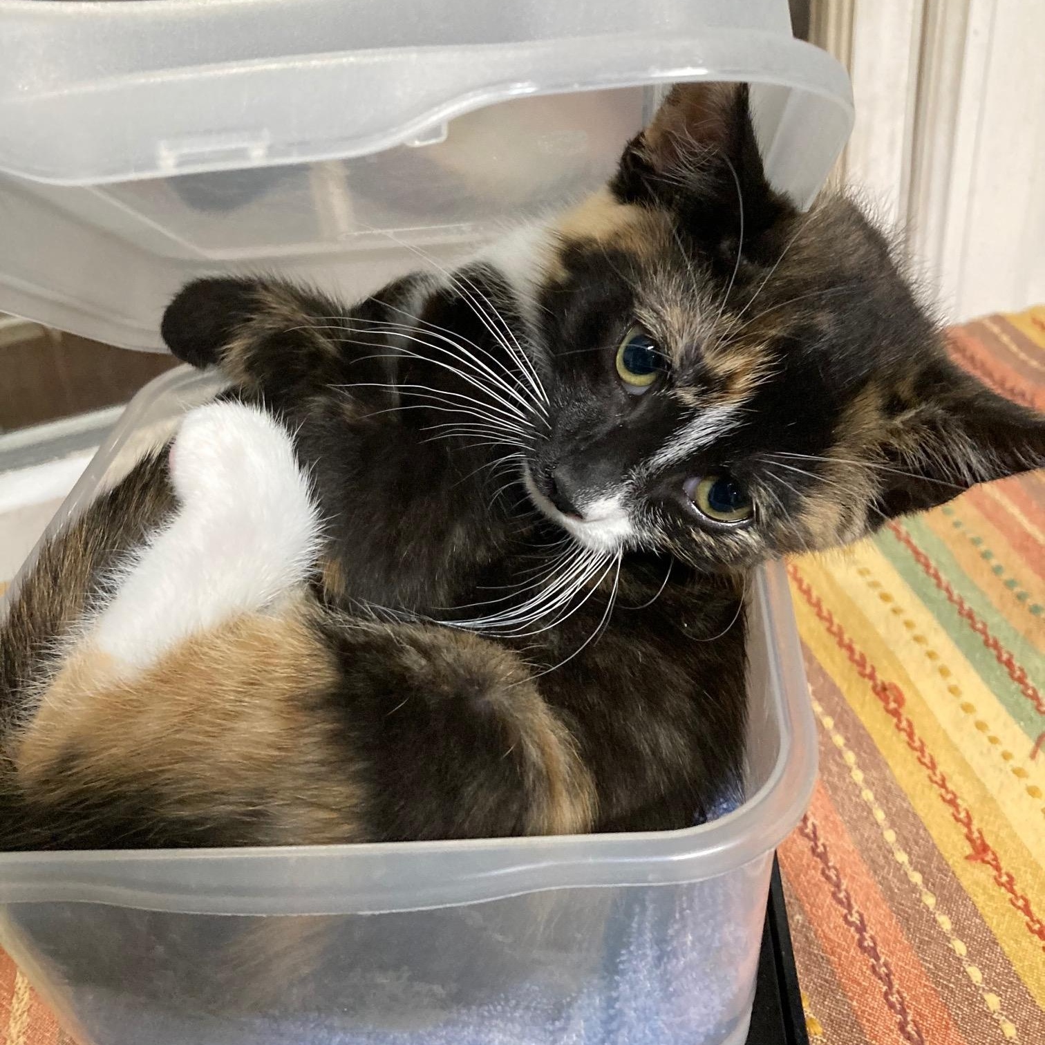 Enlarge TULIP, a ADOPTABLE mixed breed in Watkinsville, GA image 2/2