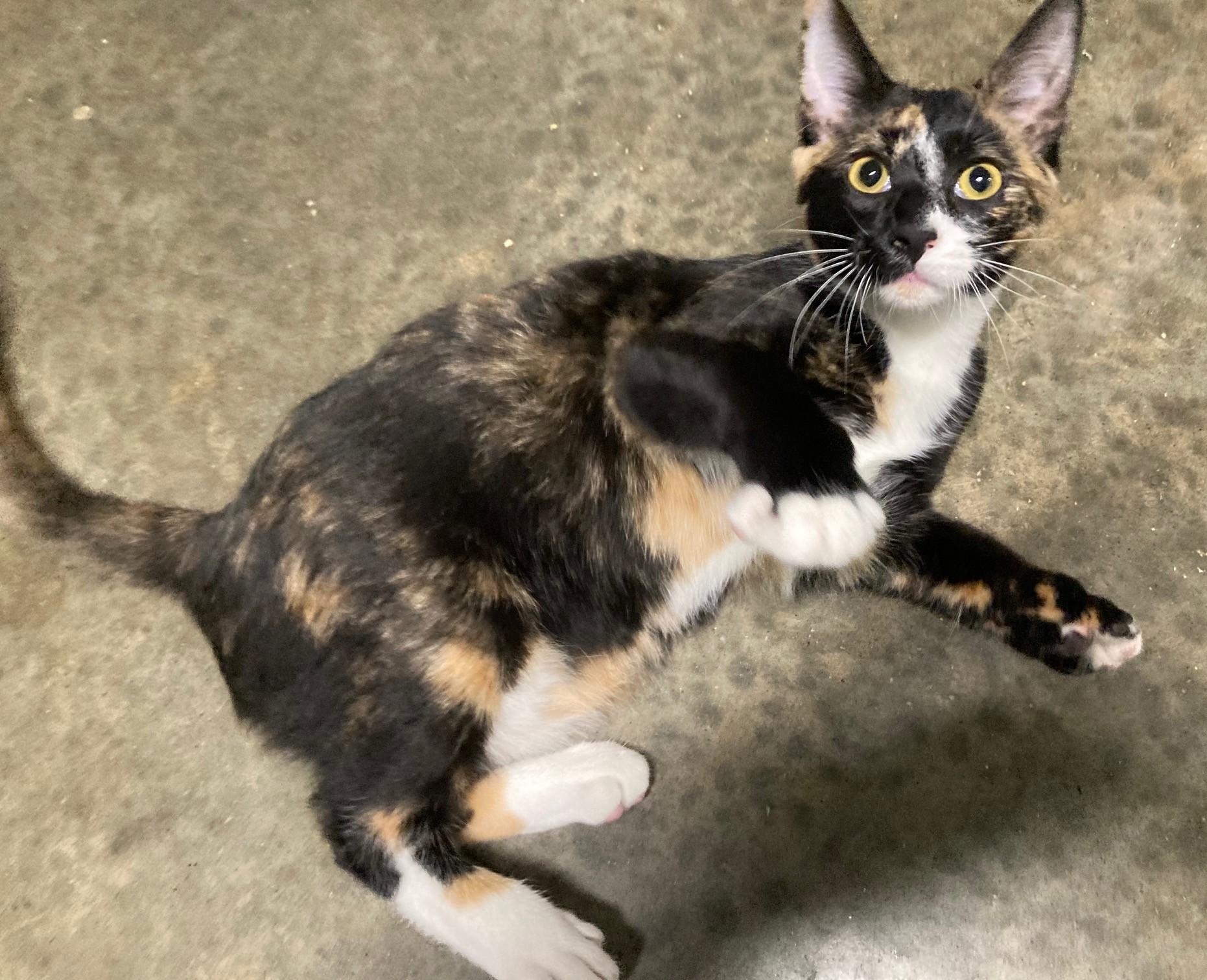 Enlarge TULIP, a ADOPTABLE mixed breed in Watkinsville, GA image 2/4