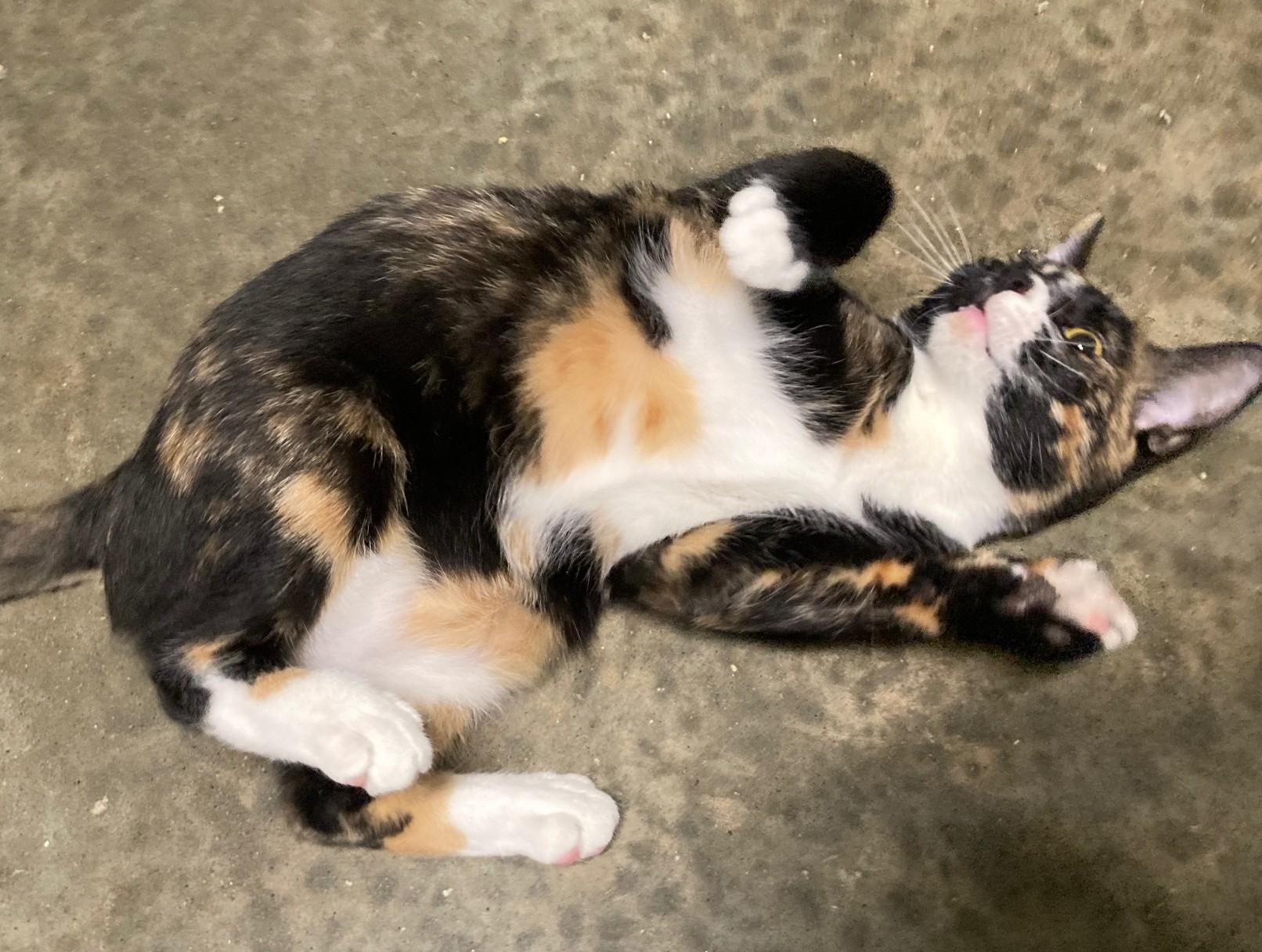 Enlarge TULIP, a ADOPTABLE mixed breed in Watkinsville, GA image 1/4