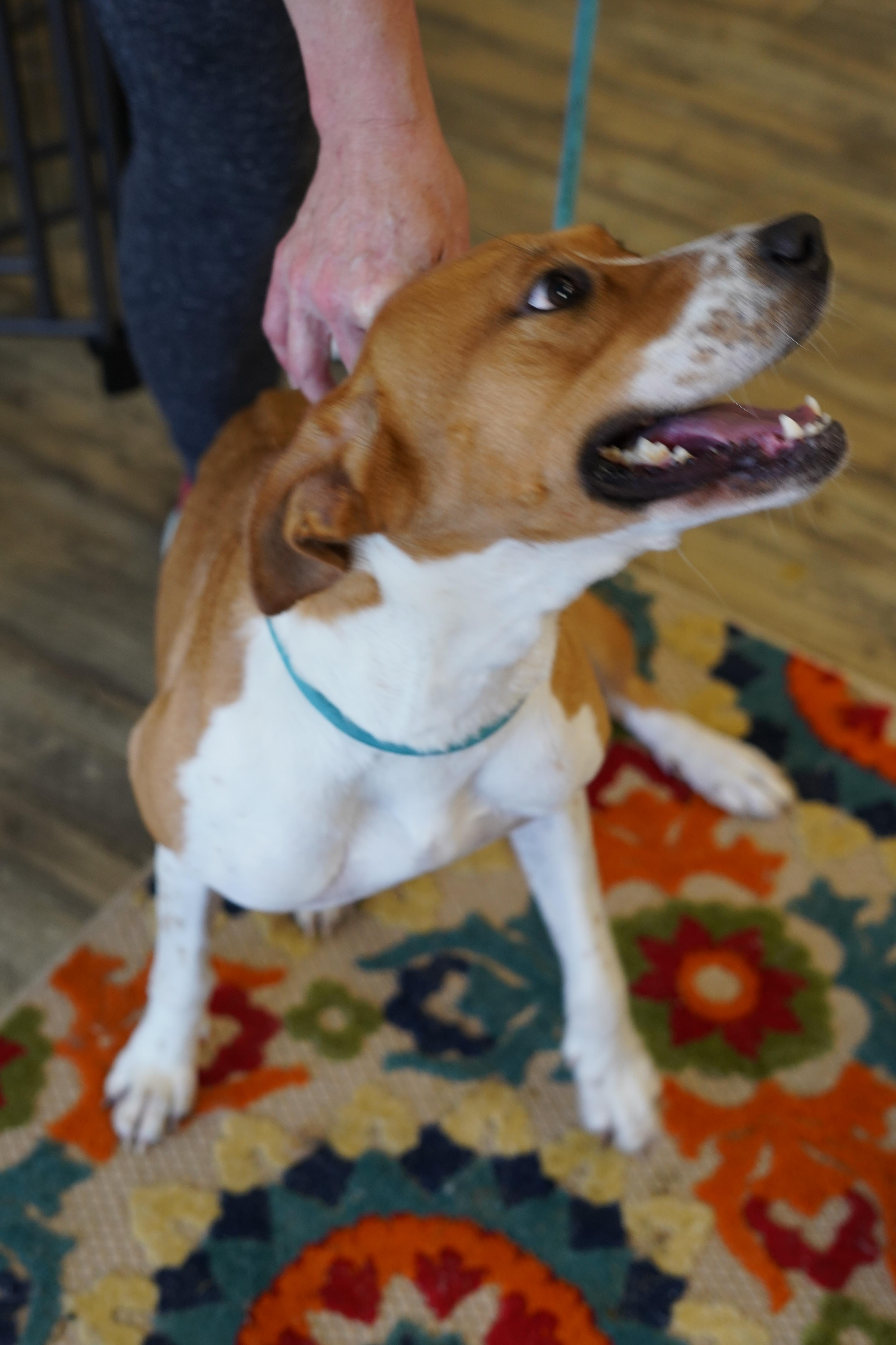 Enlarge Hazel, a Adoptable mixed breed in Bixby, OK image 3/3