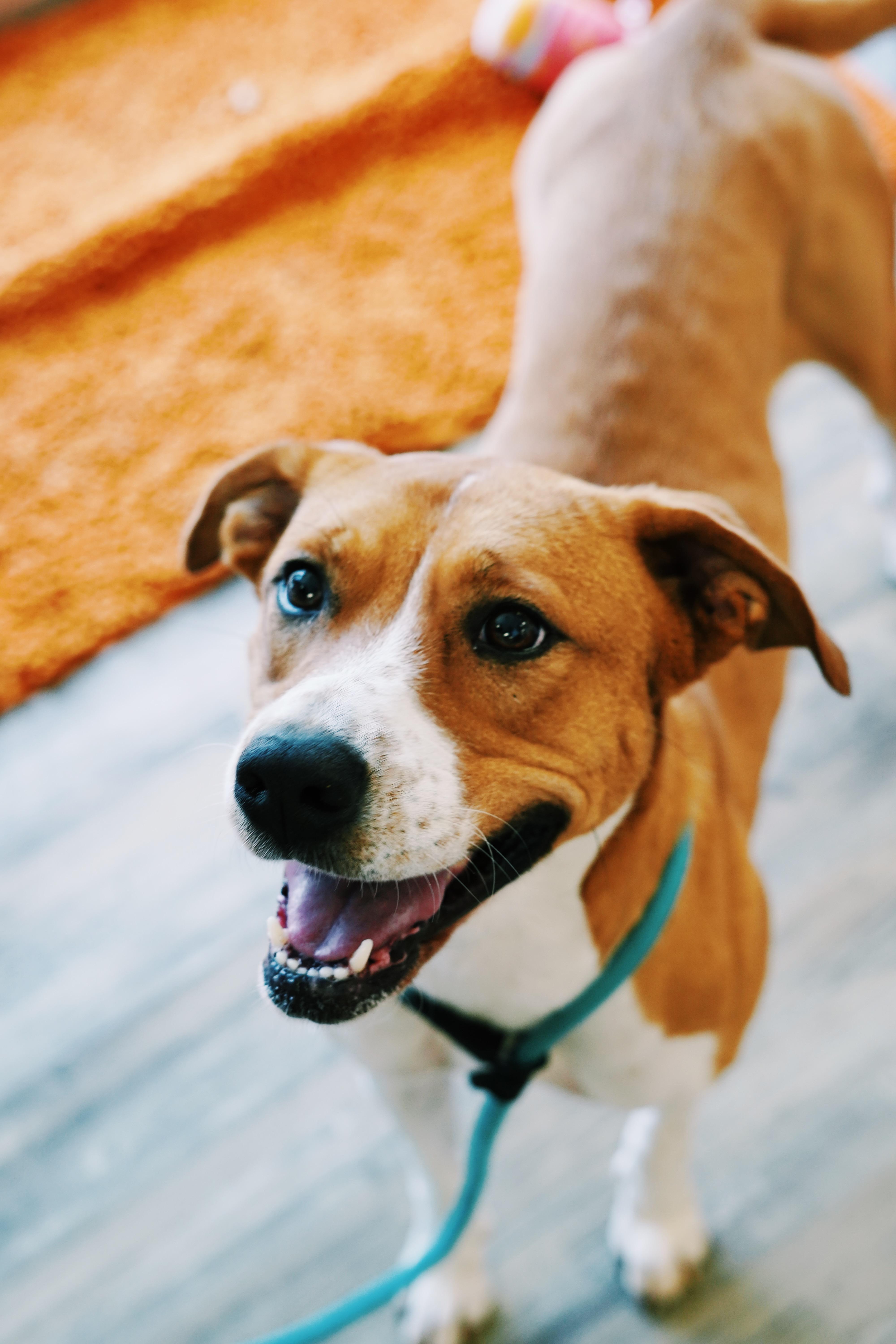 Enlarge Hazel, a Adoptable mixed breed in Bixby, OK image 1/3