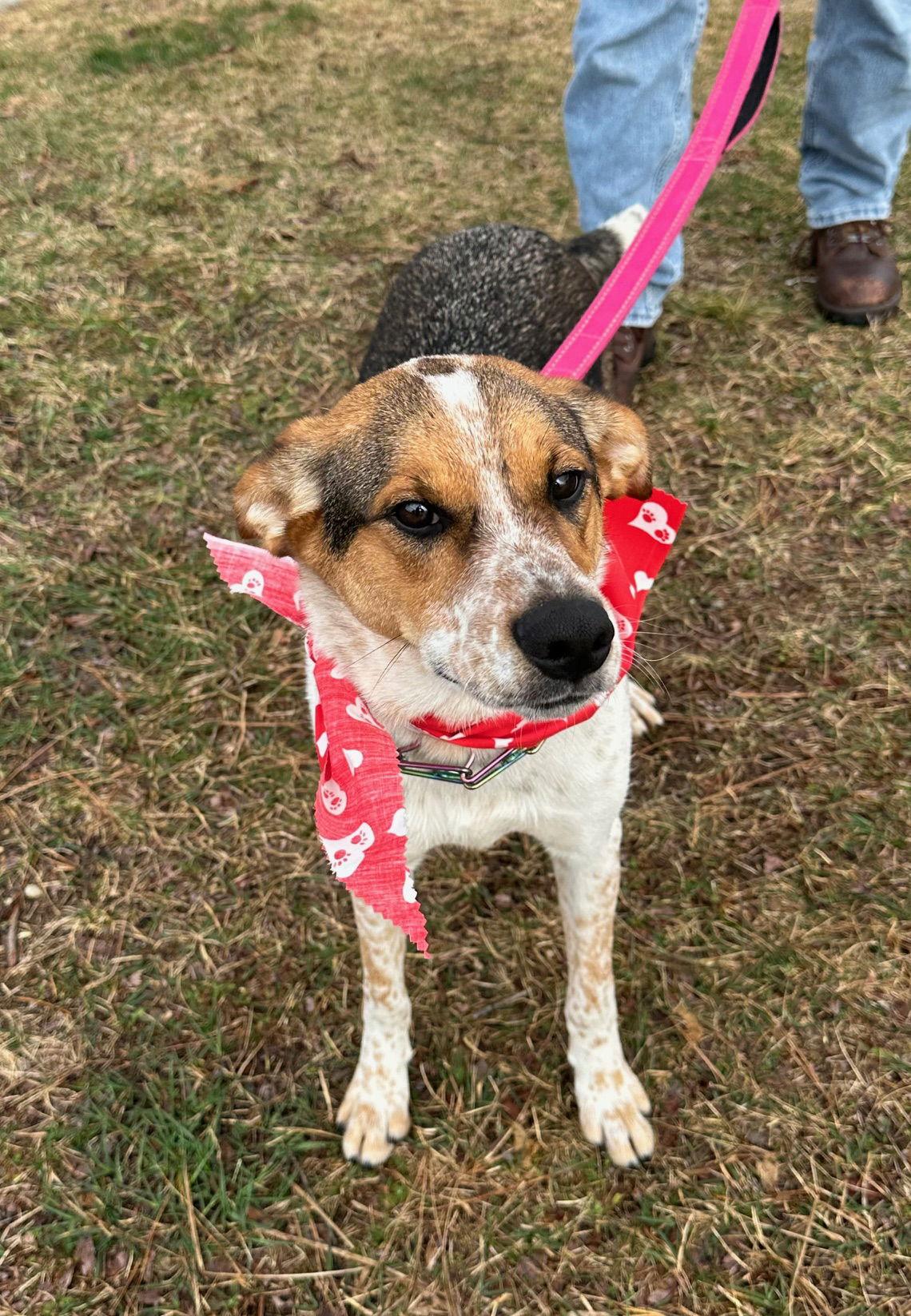 Jack, a Adoptable mixed breed in Brick, NJ image 1/3