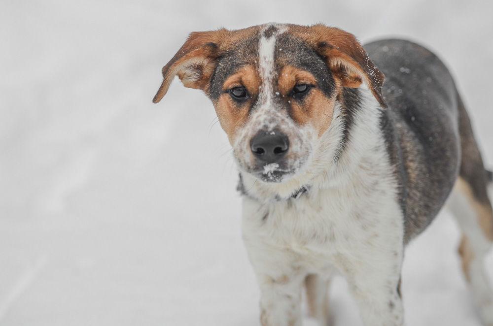 Jack, a Adoptable mixed breed in Brick, NJ image 1/3