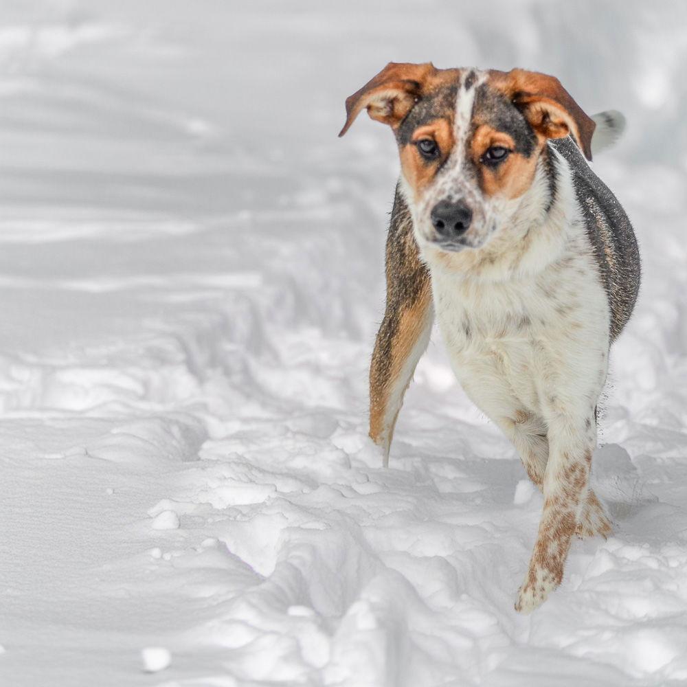 Jack, a Adoptable mixed breed in Brick, NJ image 2/3