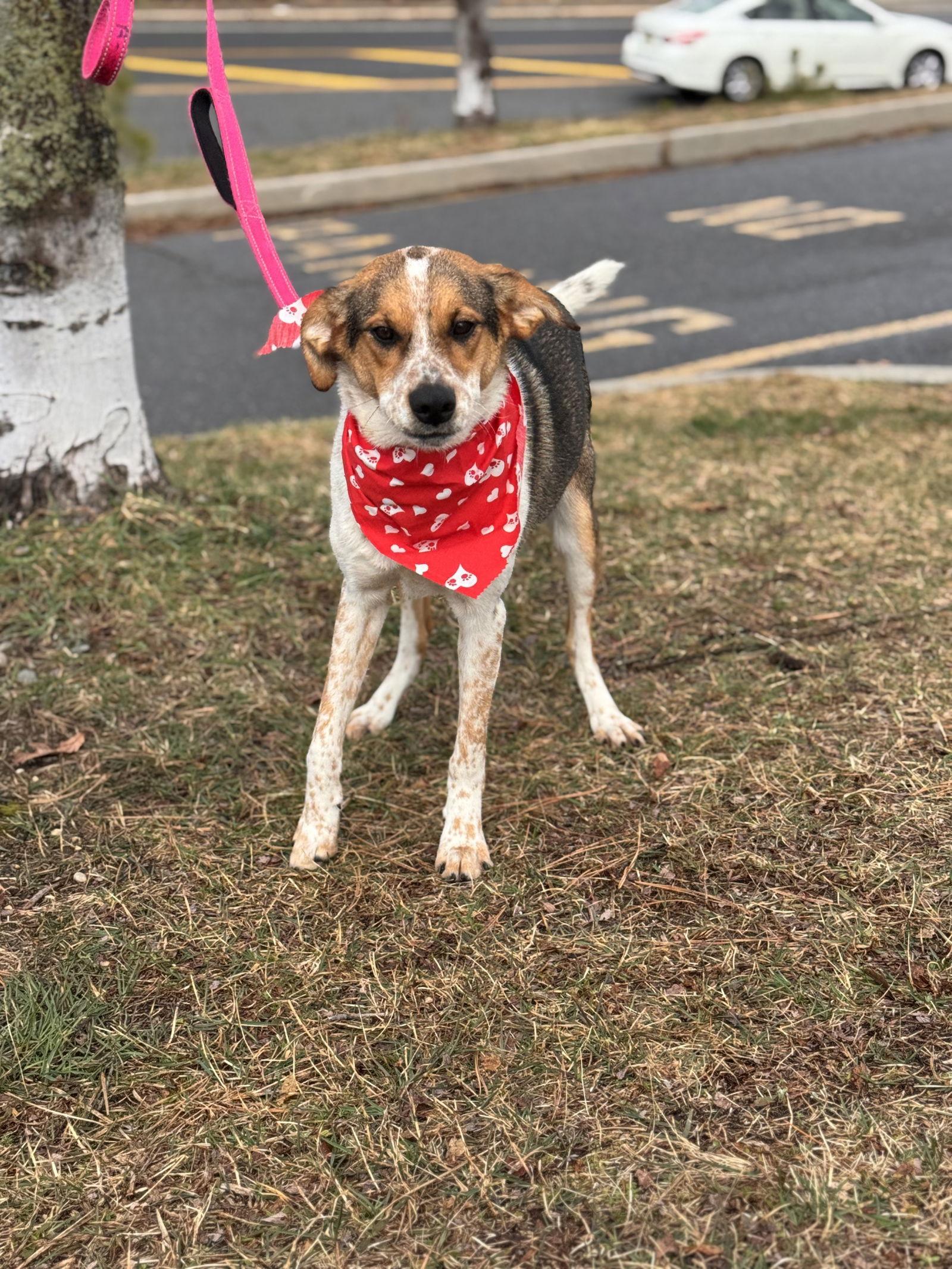 Jack, a Adoptable mixed breed in Brick, NJ image 2/3