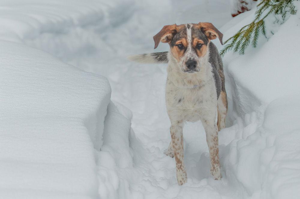 Jack, a Adoptable mixed breed in Brick, NJ image 3/3