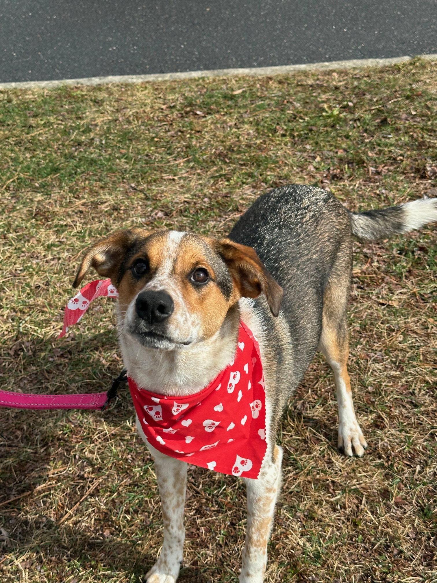 Jack, a Adoptable mixed breed in Brick, NJ image 3/3