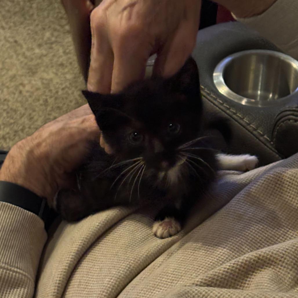 Tiki, Adoptable, Kitten Female Domestic Short Hair.