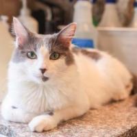 Enlarge Violet, a Adoptable Domestic Medium Hair in Los Angeles, CA image 1/3