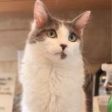 Enlarge Violet, a Adoptable Domestic Medium Hair in Los Angeles, CA image 2/3