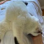 Enlarge Violet, a Adoptable Domestic Medium Hair in Los Angeles, CA image 3/3