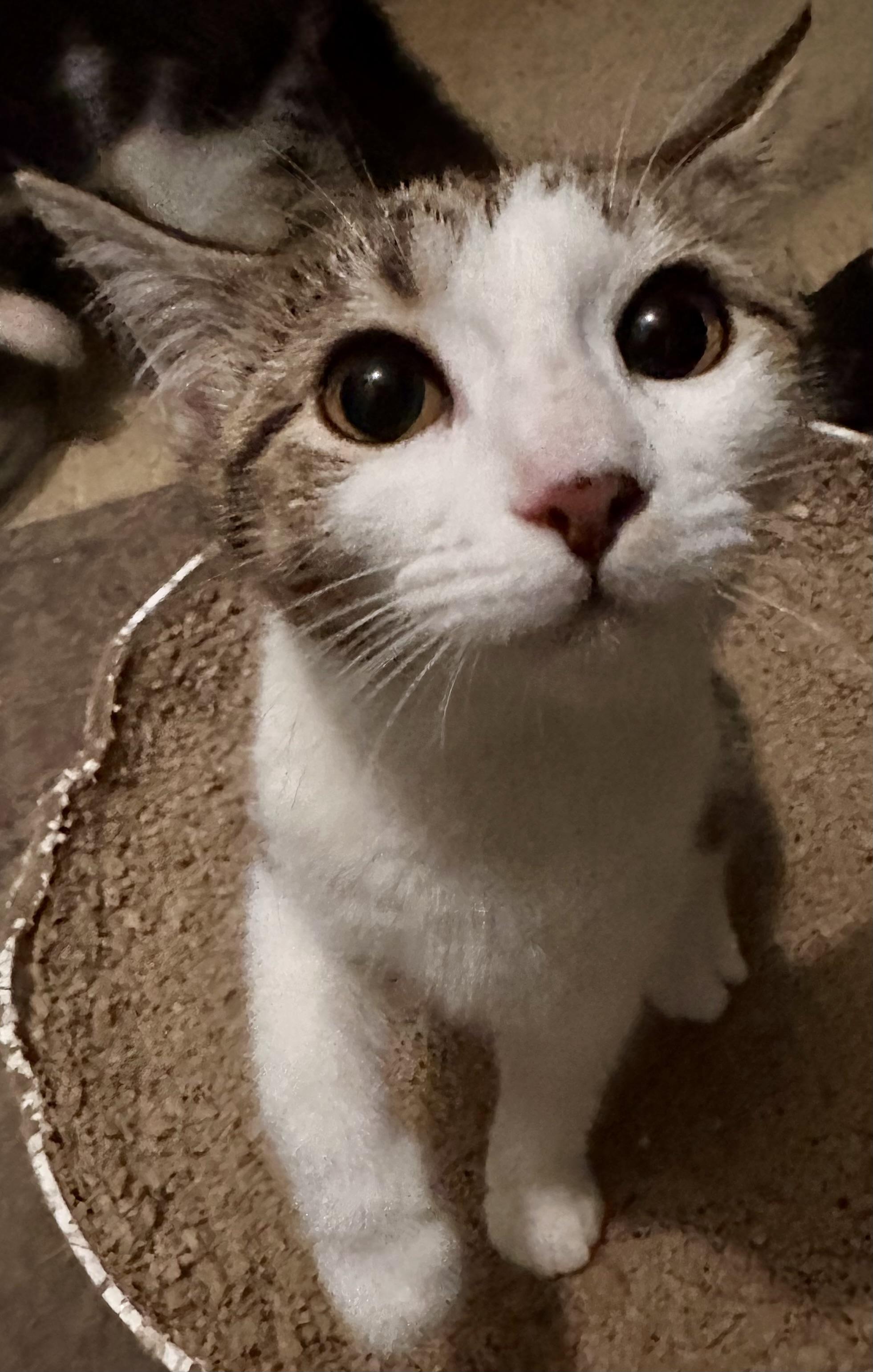 Enlarge Jules, a Adoptable Domestic Short Hair in Fayetteville, NC image 6/6