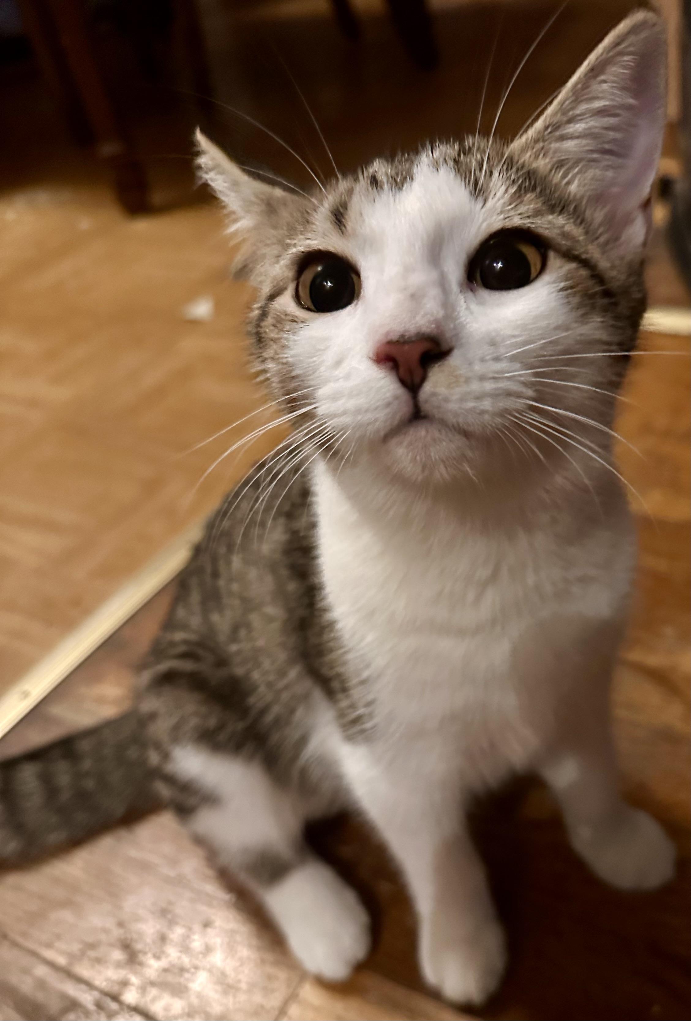 Enlarge Jules, a Adoptable Domestic Short Hair in Fayetteville, NC image 3/6