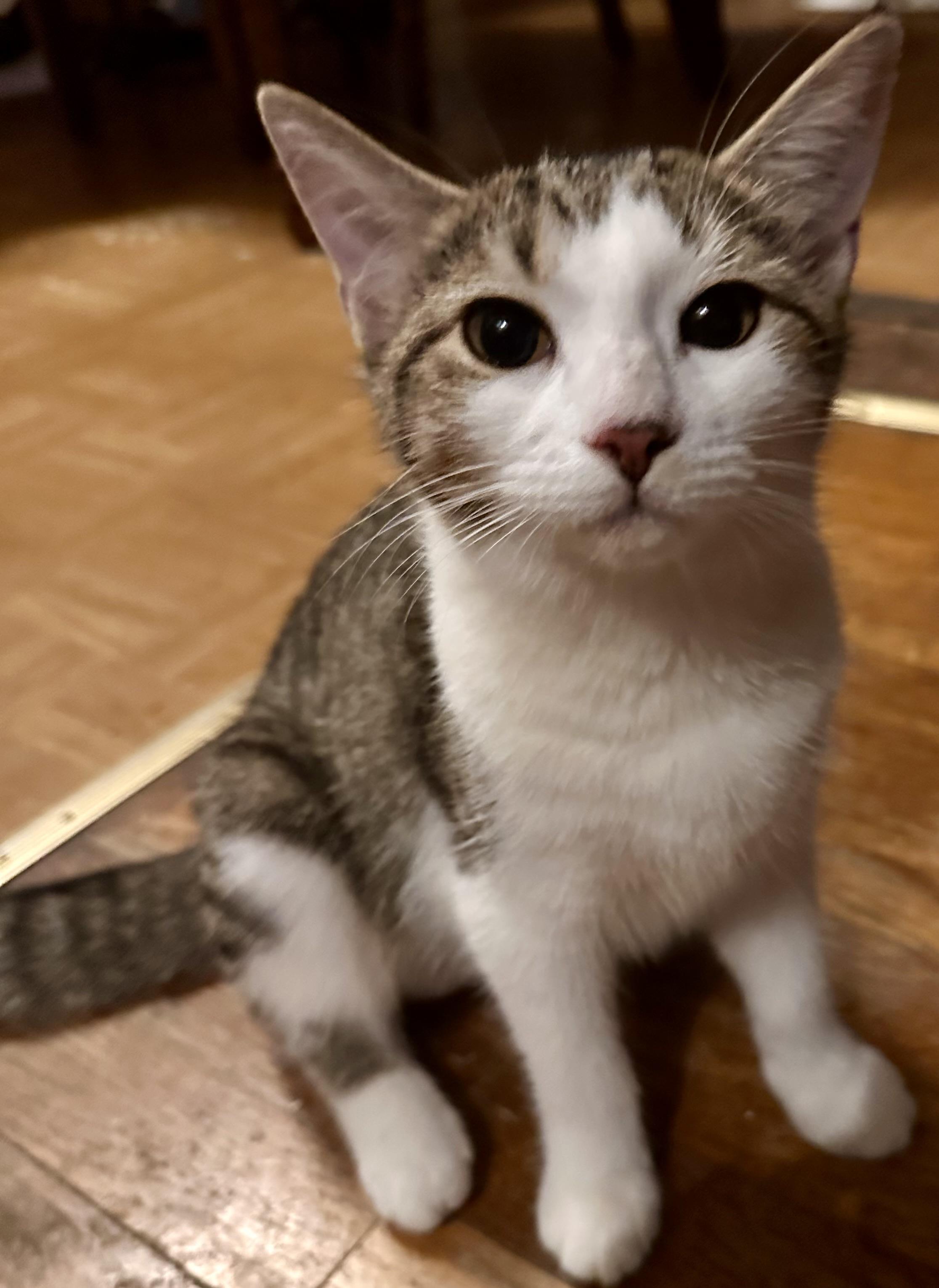 Jules, Adoptable, Young Female Domestic Short Hair.
