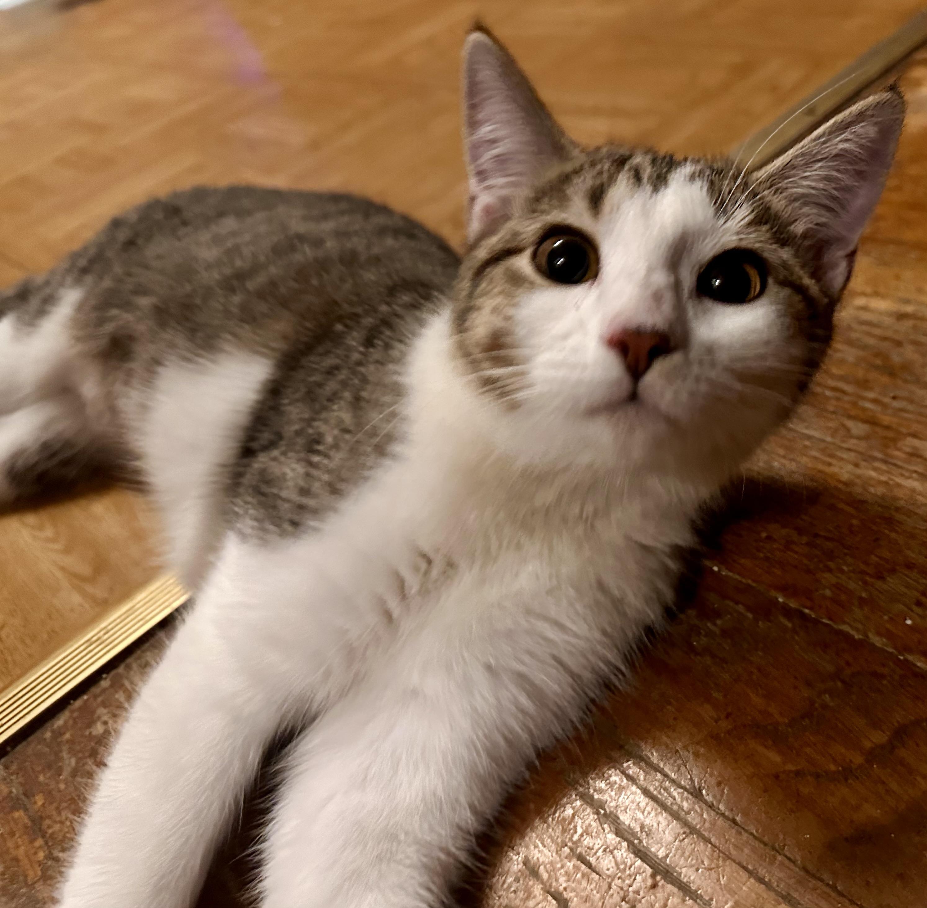 Enlarge Jules, a Adoptable Domestic Short Hair in Fayetteville, NC image 2/6