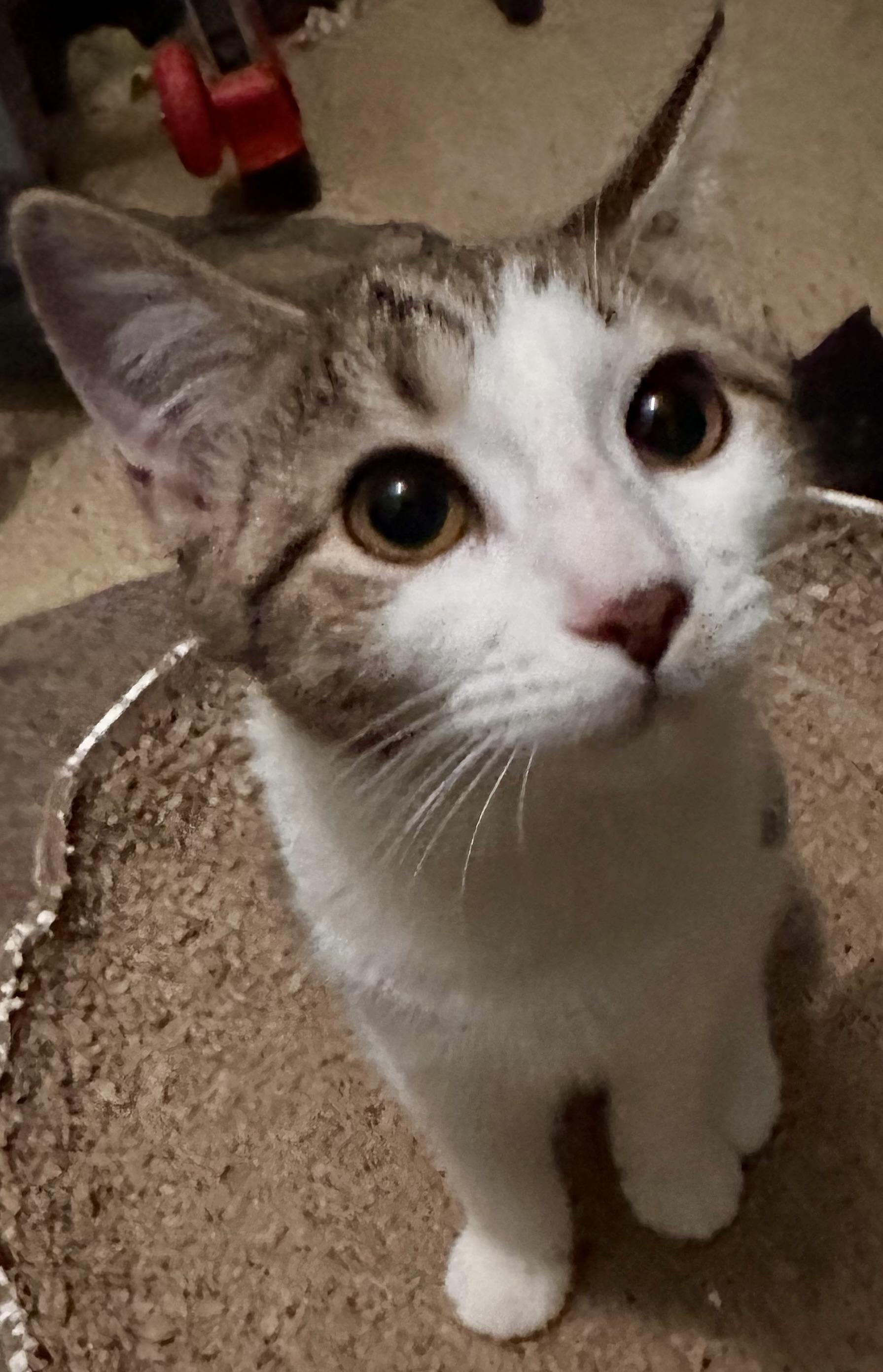 Enlarge Jules, a Adoptable Domestic Short Hair in Fayetteville, NC image 5/6