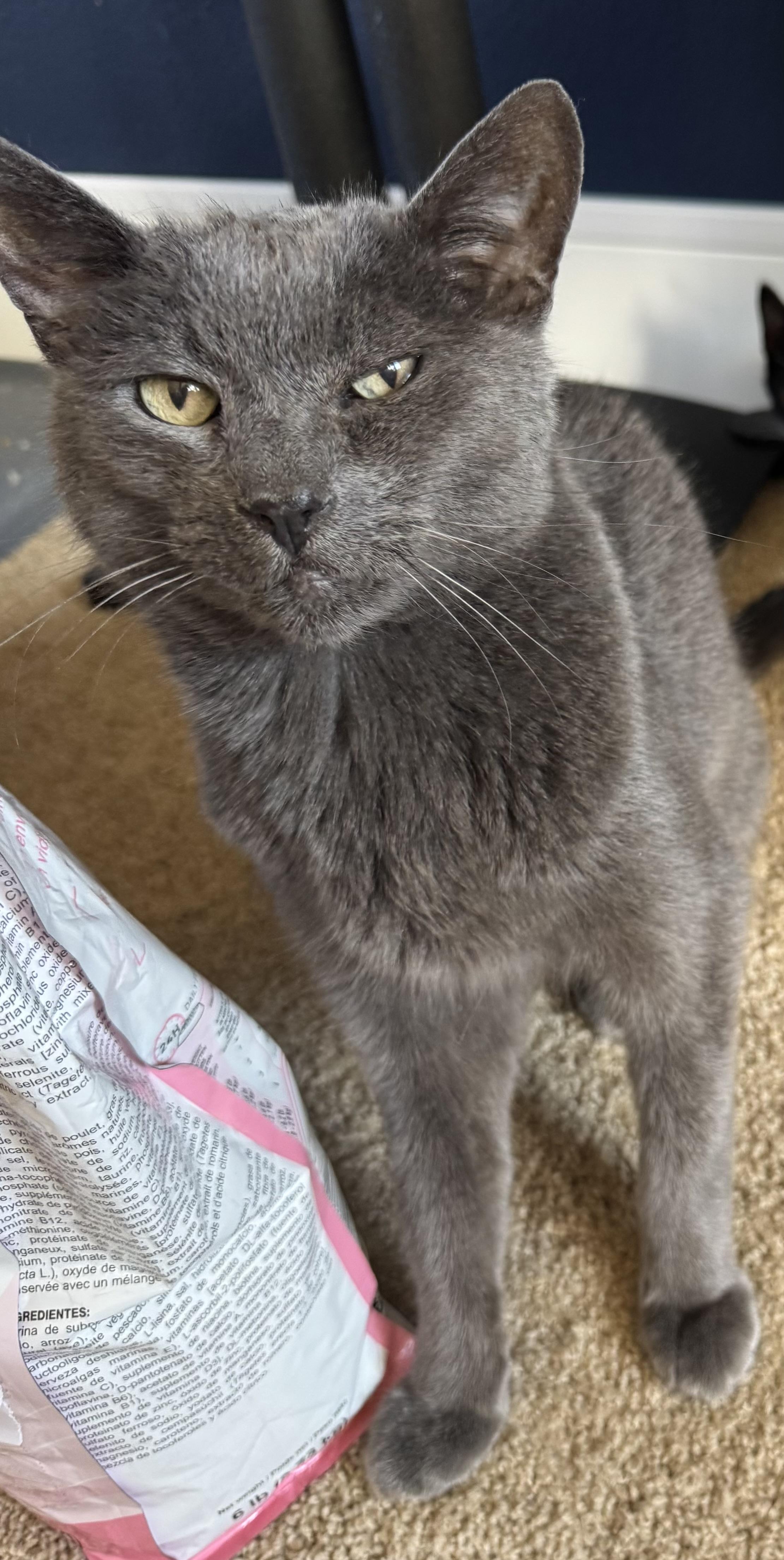 Luna photo 4
