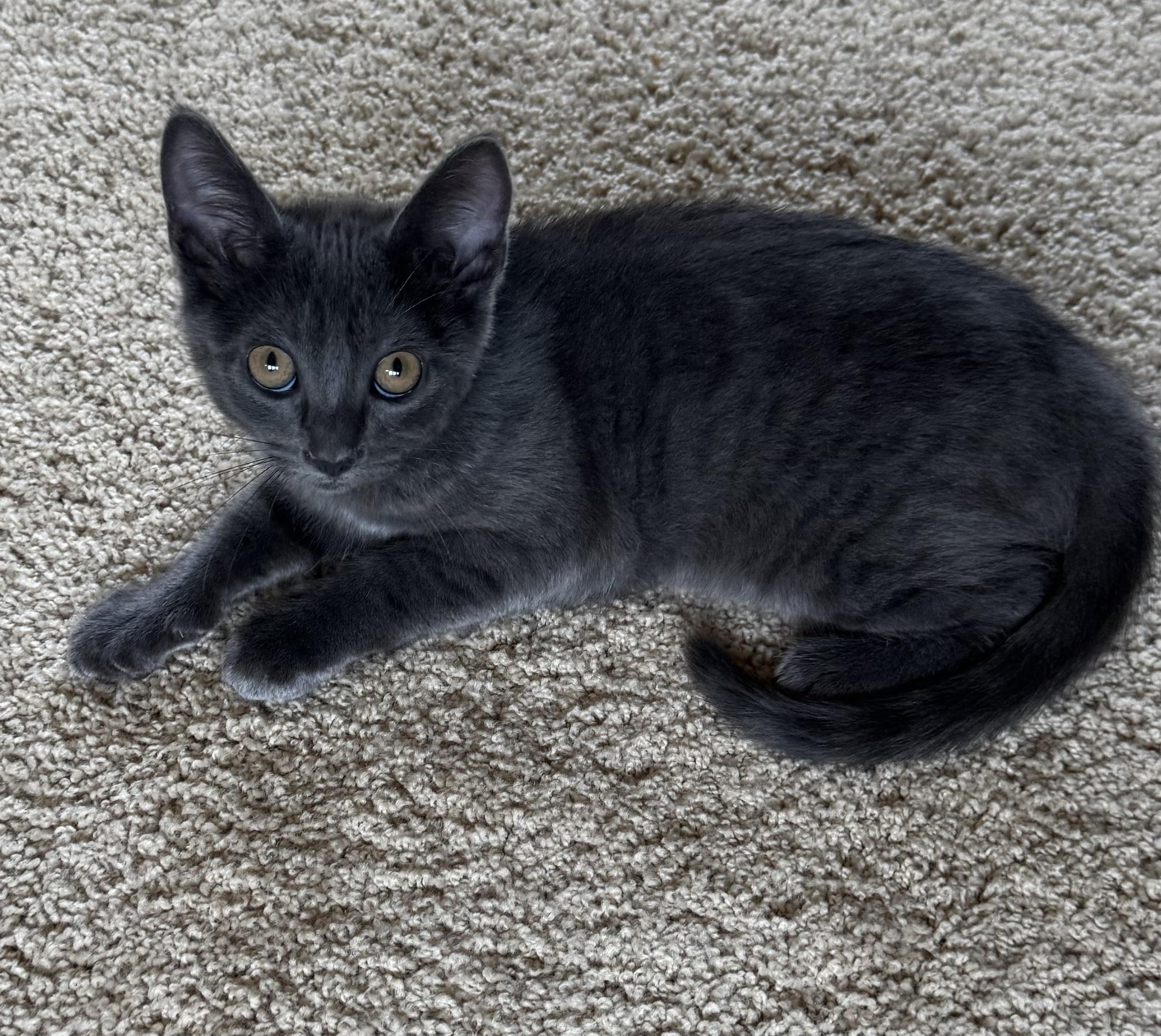 Luna photo 5