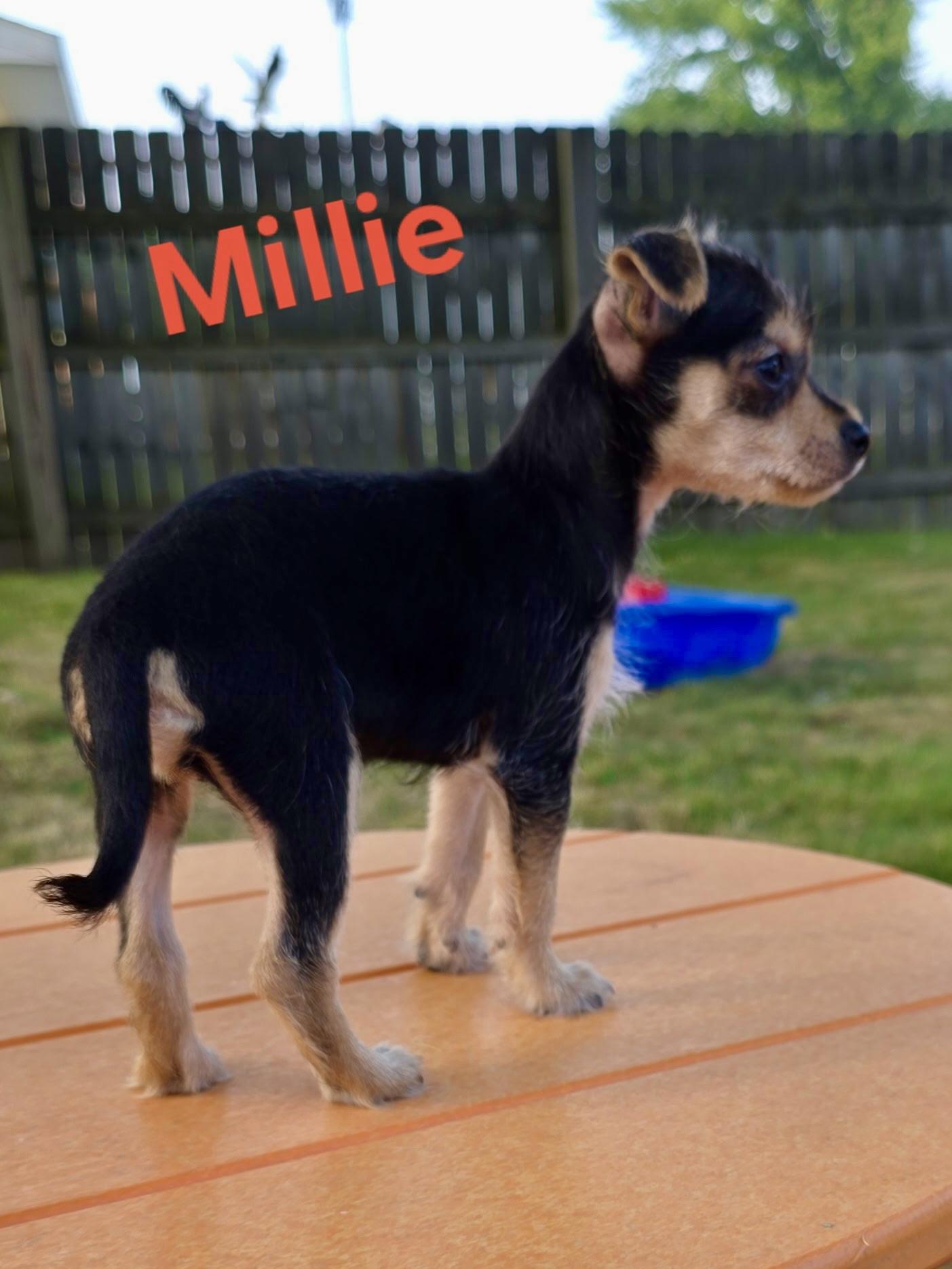 Mille and her brothers