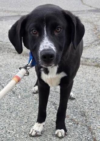 Odin, an adopted mixed breed in Santa Clara, CA image 1/4