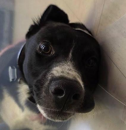 Odin, an adopted mixed breed in Santa Clara, CA image 4/4