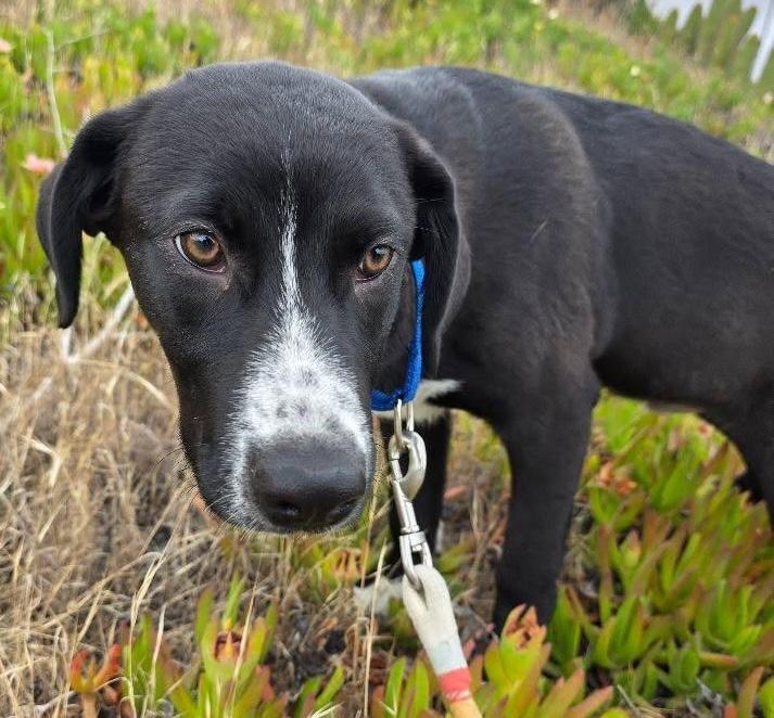 Odin, an adopted mixed breed in Santa Clara, CA image 2/4