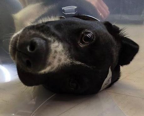 Odin, an adopted mixed breed in Santa Clara, CA image 3/4