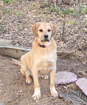 Shortcake, Adoptable, Puppy Female Great Pyrenees & Labrador Retriever.
