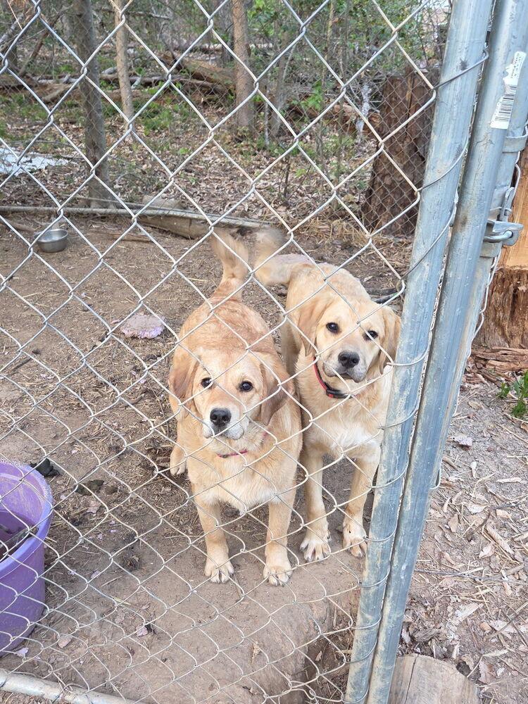 Enlarge Shortcake, a Adoptable mixed breed in Louisa, VA image 2/2