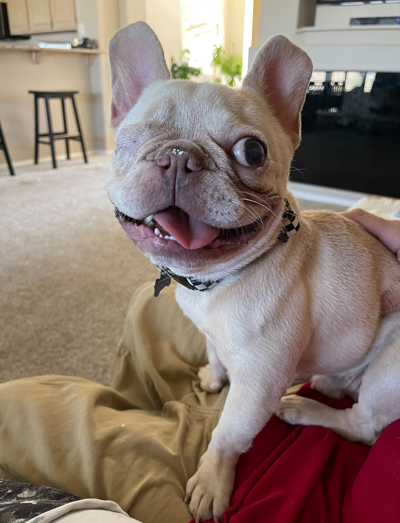 Theo, an adoptable French Bulldog in Las Vegas, NV, 89129 | Photo Image 1