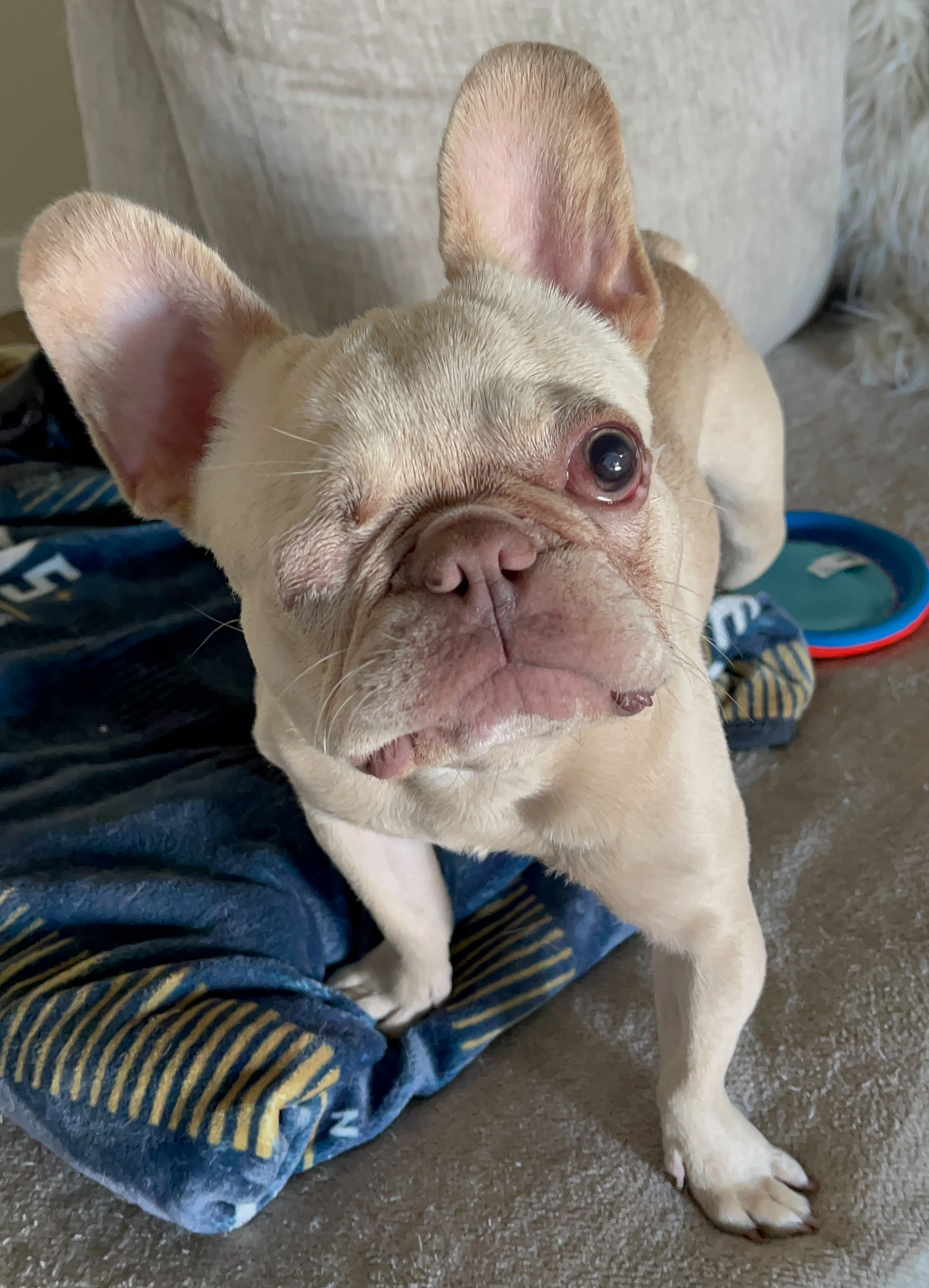 Theo, an adoptable French Bulldog in Las Vegas, NV, 89129 | Photo Image 2