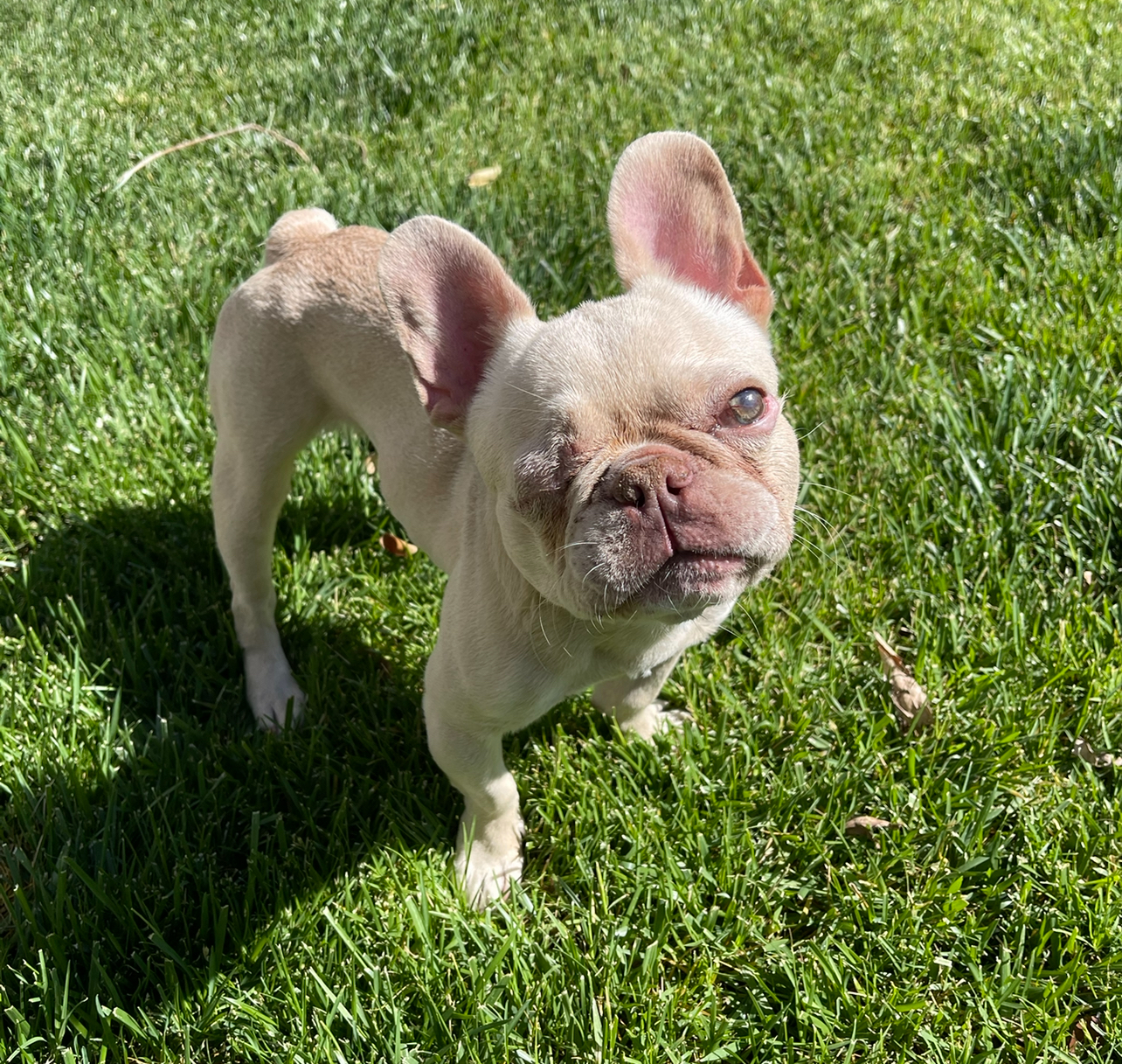 Theo, an adoptable French Bulldog in Las Vegas, NV, 89129 | Photo Image 3