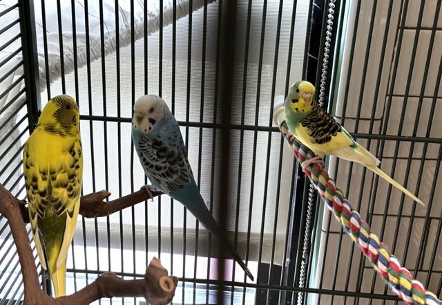Enlarge TOOTSIE ROLL, a Adoptable Parakeet (Other) in Dedham, MA image 1/1