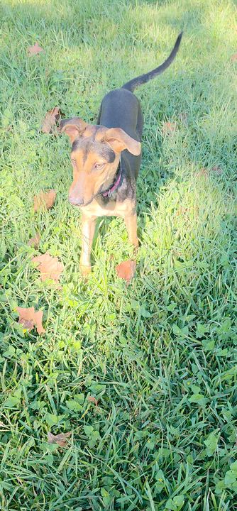 Enlarge Zoey, a Adoptable mixed breed in Kennebunkport, ME video 5/5