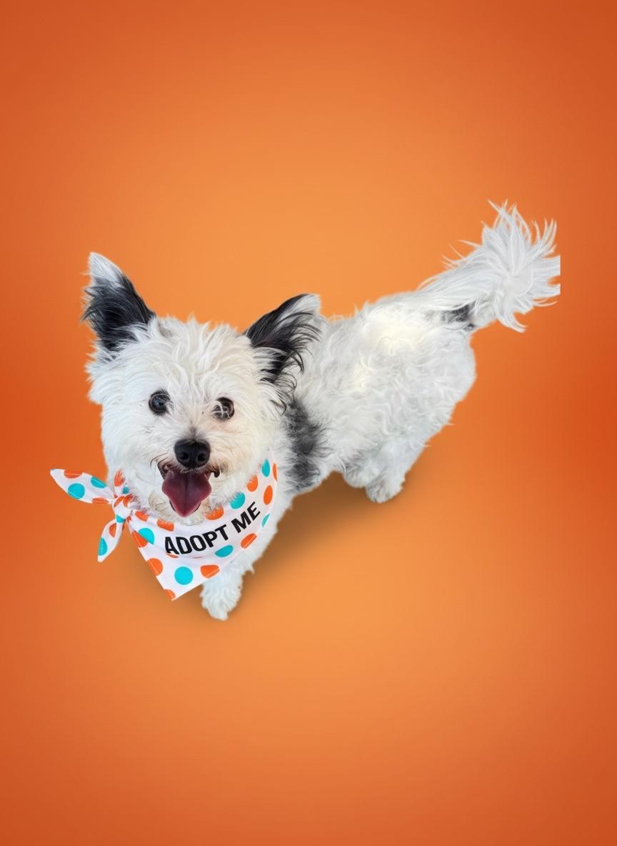 Enlarge Gus-ADOPT Me, a Adopted mixed breed in Redondo Beach, CA image 3/5