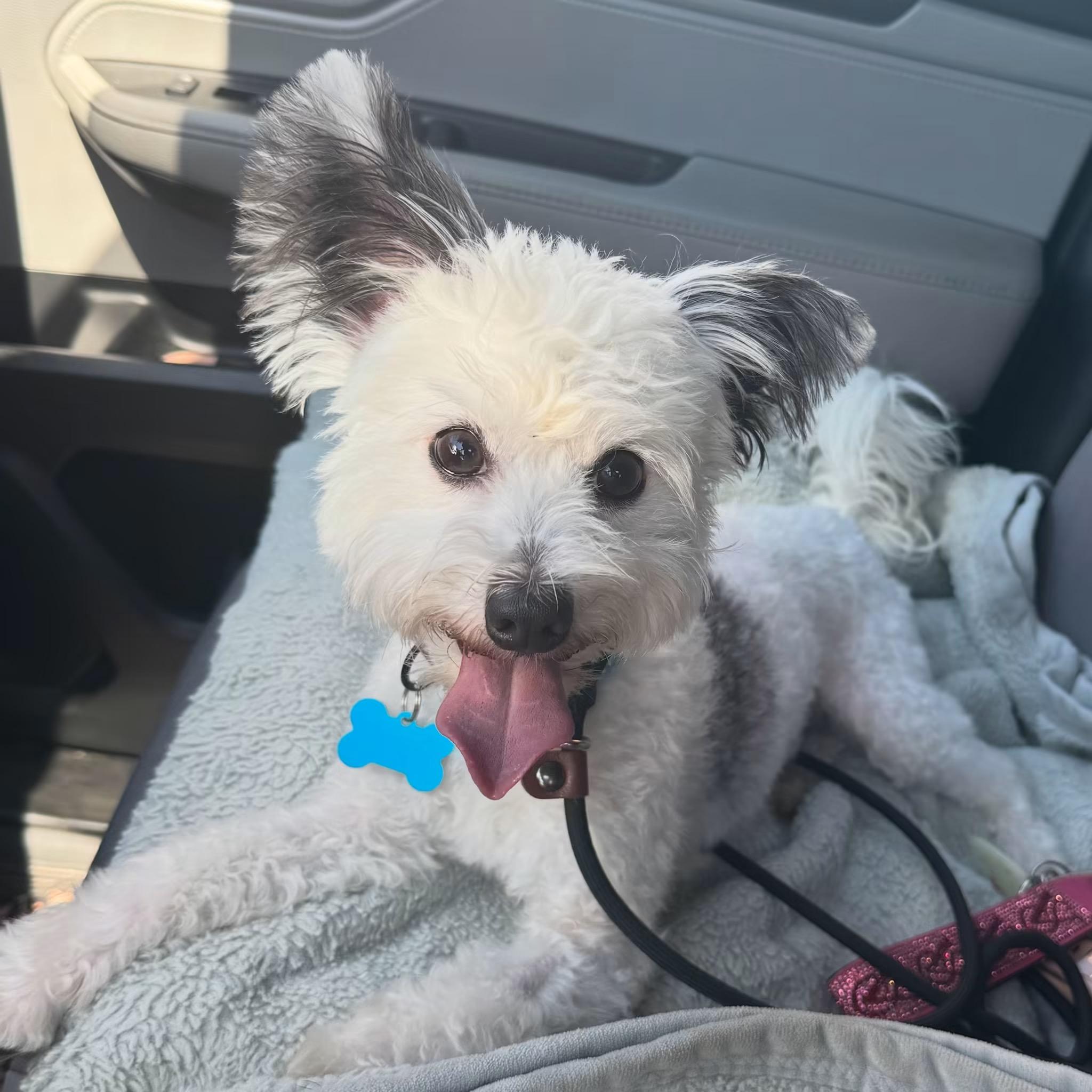 Enlarge Gus-ADOPT Me, a Adopted mixed breed in Redondo Beach, CA image 5/5