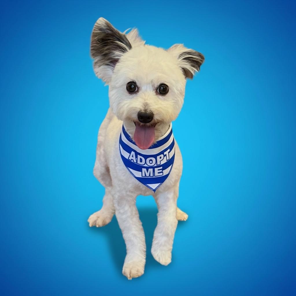 Enlarge Gus-ADOPT Me, a Adopted mixed breed in Redondo Beach, CA image 4/5