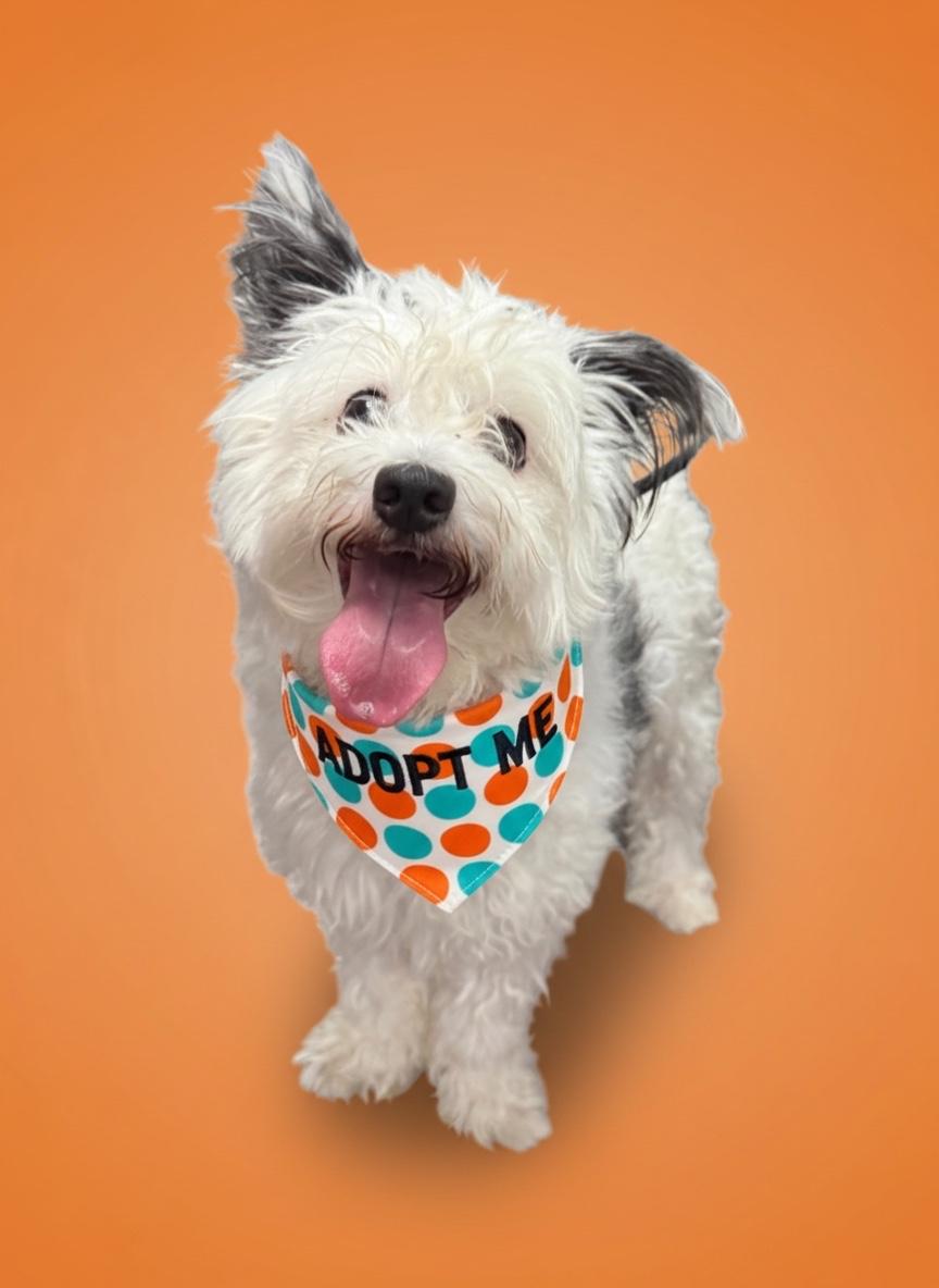 Enlarge Gus-ADOPT Me, a Adopted mixed breed in Redondo Beach, CA image 2/5