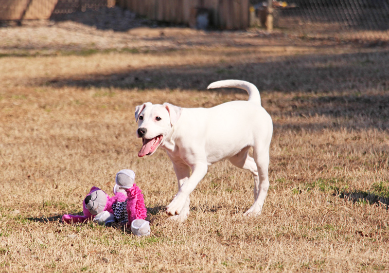 Tinker, adoptable, Young Female Mixed Breed.