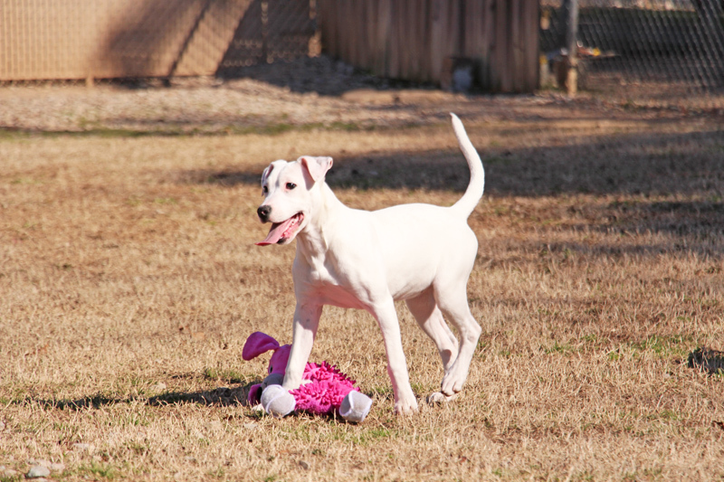 Tinker, an adoptable mixed breed in Savannah, TN image 2/3
