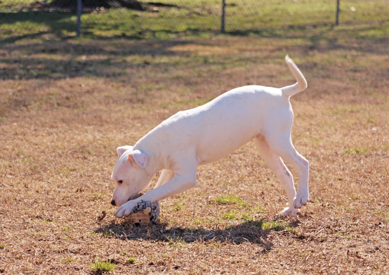 Tinker, an adoptable mixed breed in Savannah, TN image 3/3