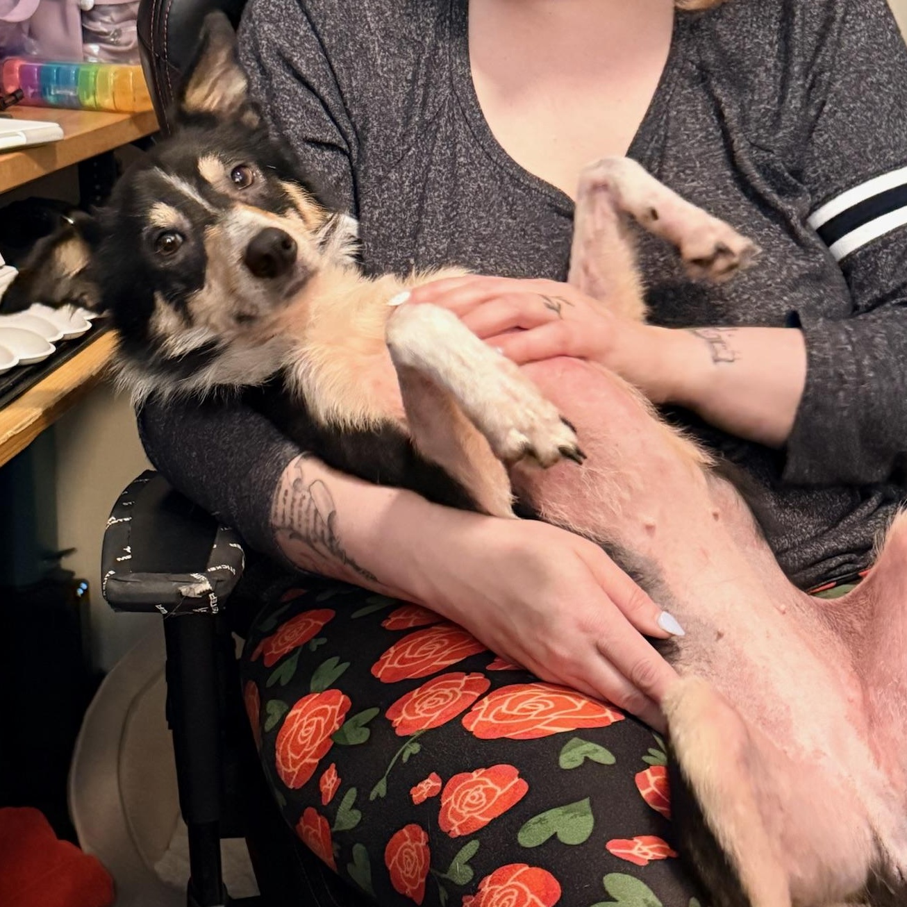 Enlarge Peggy Sue, a ADOPTABLE mixed breed in Olathe, KS image 4/6