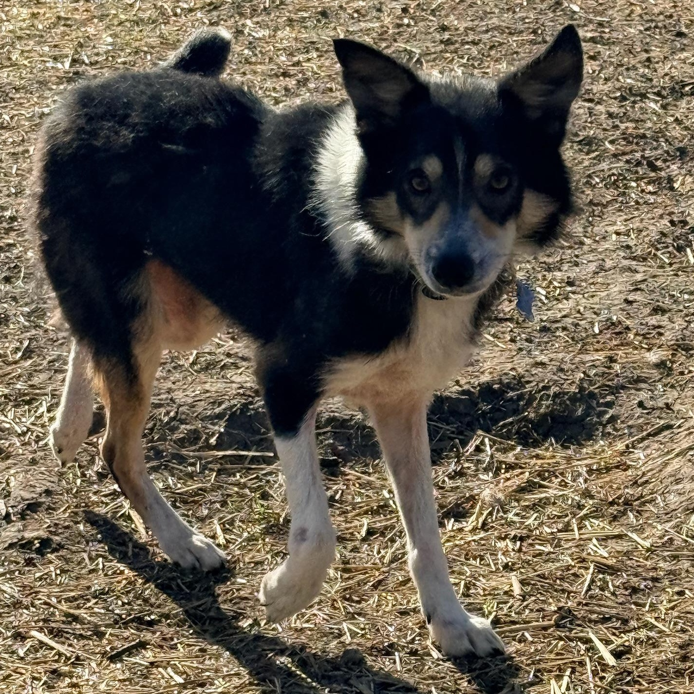 Peggy Sue, ADOPTABLE, Young Female Shetland Sheepdog / Sheltie.